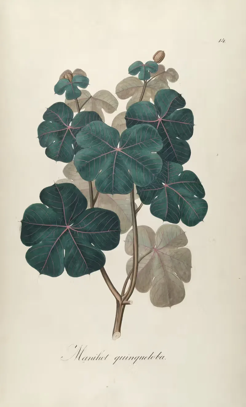 Manihot quinqueloba — Johann Baptist Emanuel Pohl