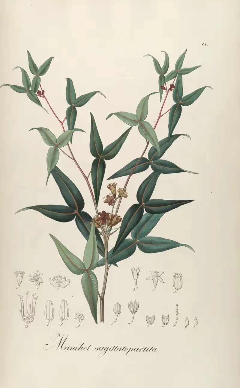 Manihot sagittato-partita — Johann Baptist Emanuel Pohl