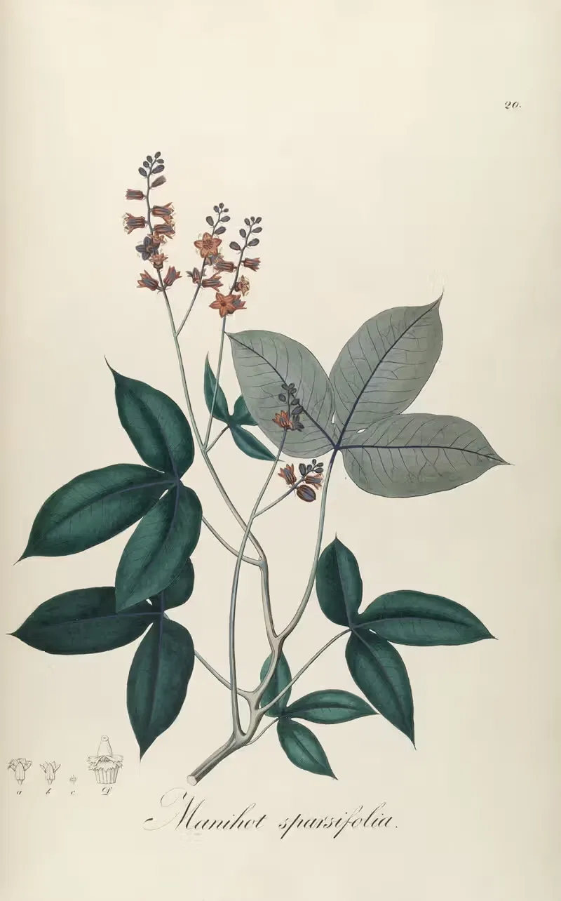 Manihot sparsifolia by Johann Baptist Emanuel Pohl, 1827 — digital art print download