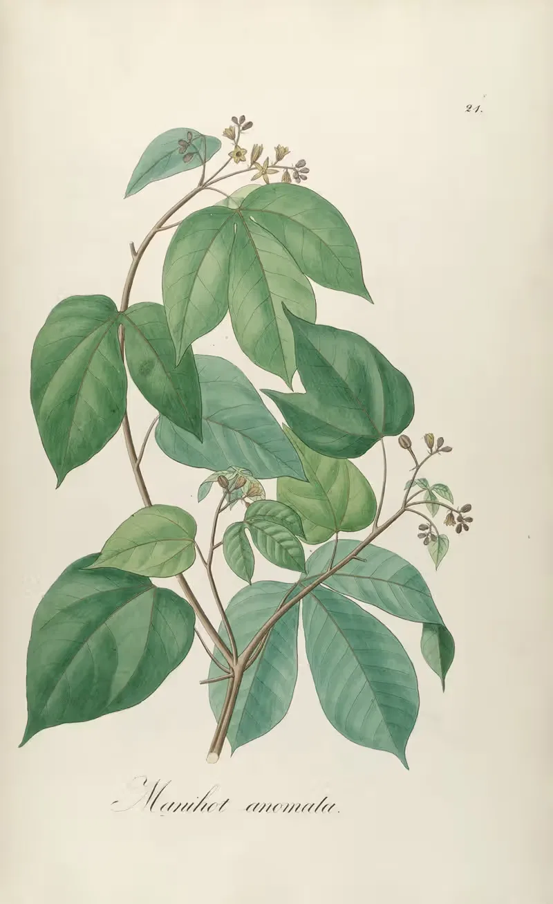 Manihot anomala by Johann Baptist Emanuel Pohl, 1827 — digital art print download