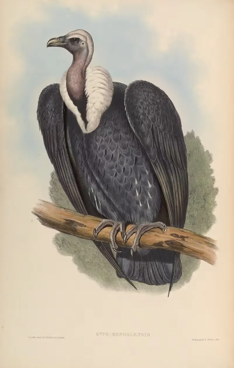 Bengal Vulture (Gyps Bengalensis) — John Gould