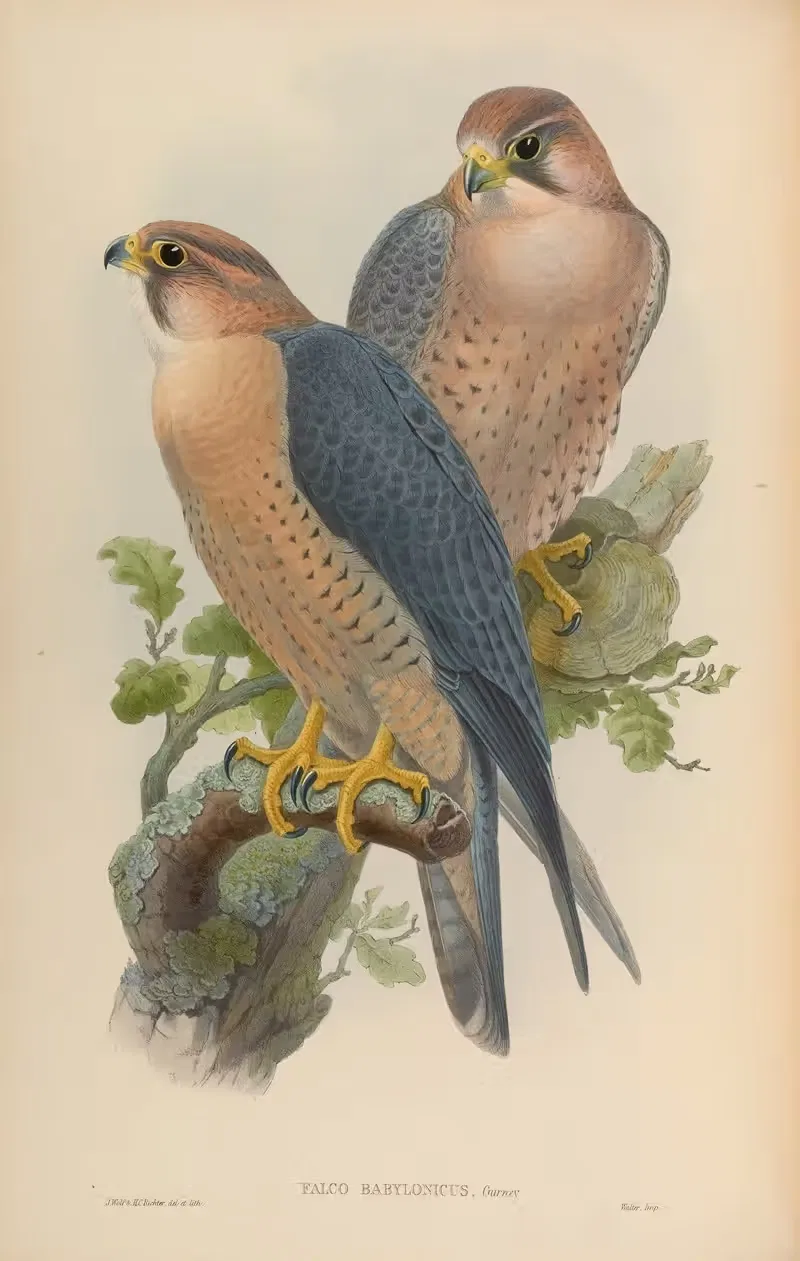Red-naped Falcon (Falco Babylonicus) — John Gould