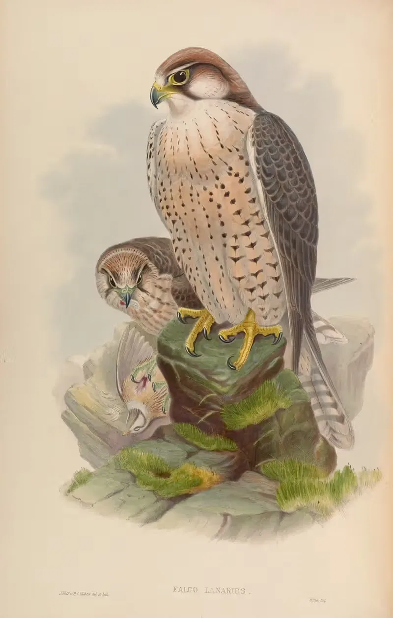 Lanner Falcon (Falco lanarius) by John Gould, 1850-1883 — digital art print download