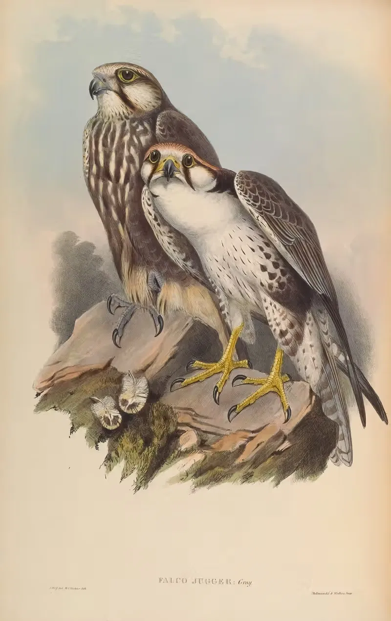 Jugger Falcon (Falco Jugger) by John Gould, 1850-1883 — digital art print download