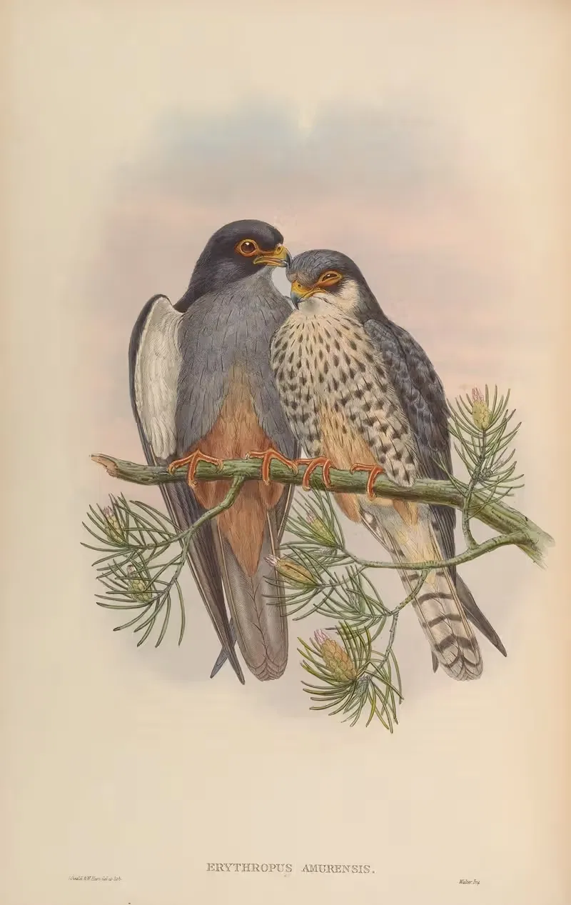 White-winged Red-footed Kestrel (Erythropus amurensis) — John Gould