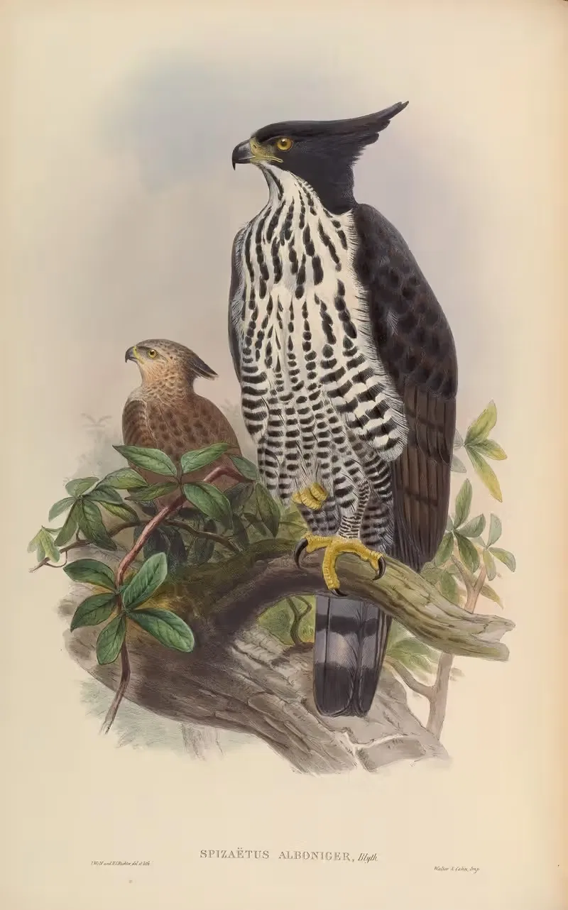 Black-and-white Crested Eagle (Spizaetus alboniger) — John Gould