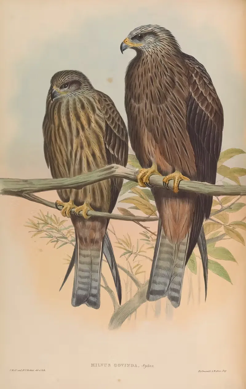 Govinda Kite (Milvus Govinda) — John Gould