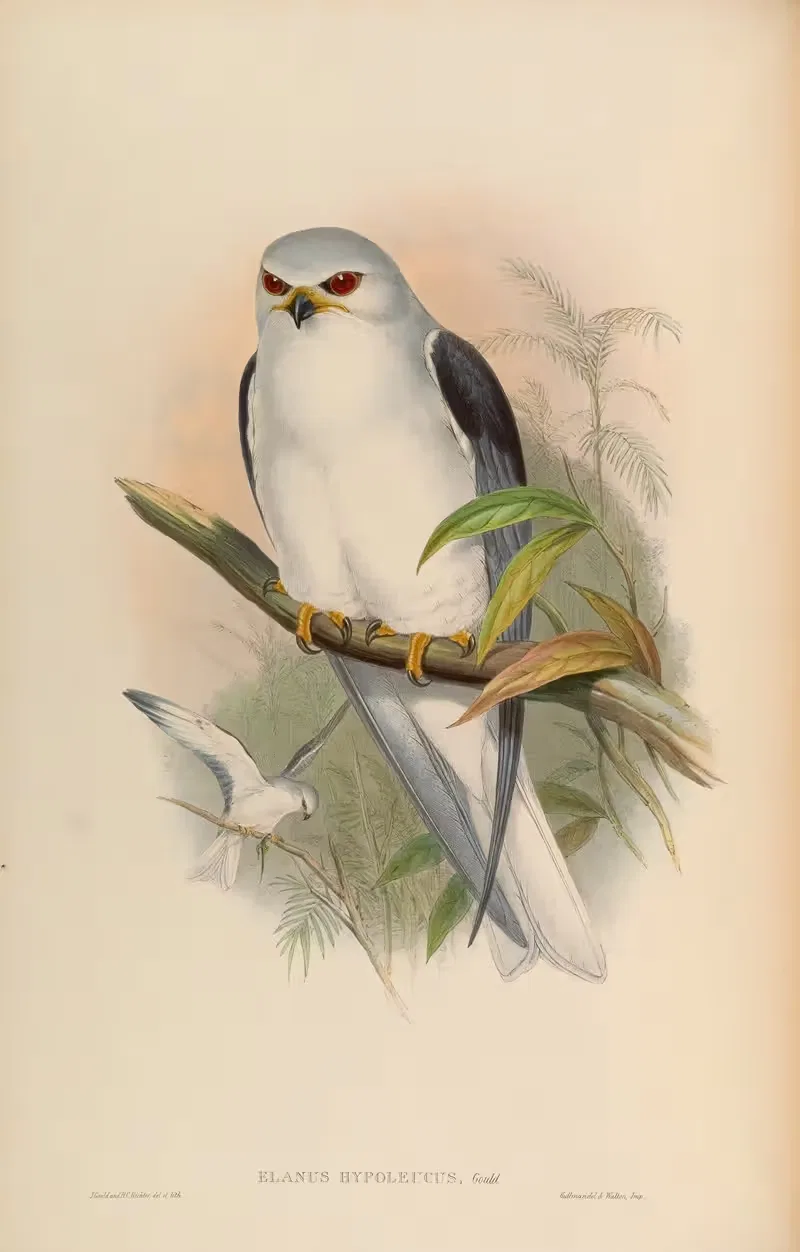 Celebean Elanus (Elanus hypoleucus) by John Gould, 1850-1883 — digital art print download