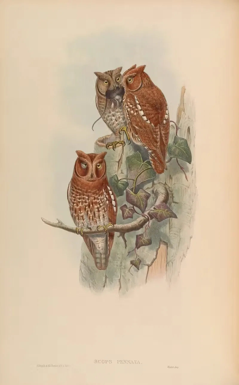 Indian Scops Owl (Scops pennatus) by John Gould, 1850-1883 — digital art print download