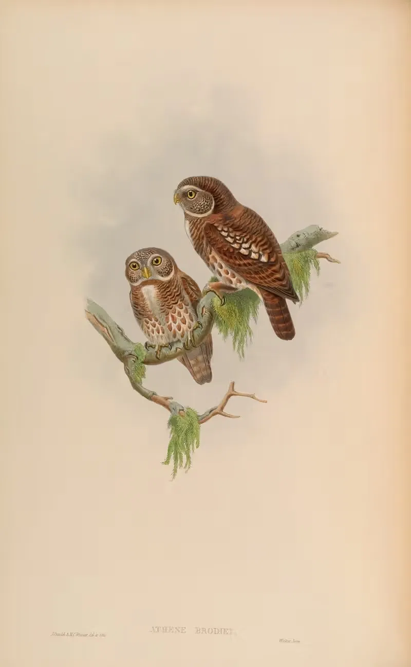 Brodie’s Owlet (Athene Brodiei) — John Gould