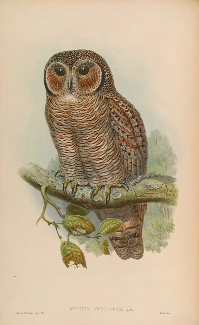 Speckled Wood-Owl (Syrnium ocellatum) — John Gould
