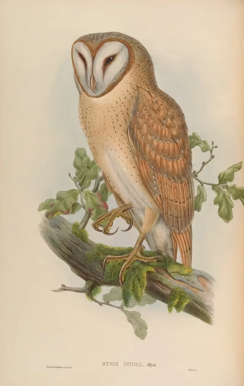 Indian Screech Owl (Strix indica) by John Gould, 1850-1883 — digital art print download