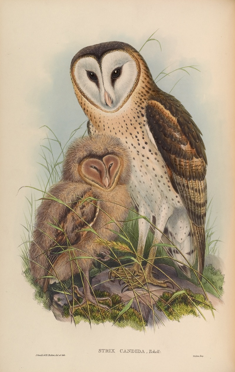 Grass-Owl (Strix candida) by John Gould, 1850-1883 — digital art print download