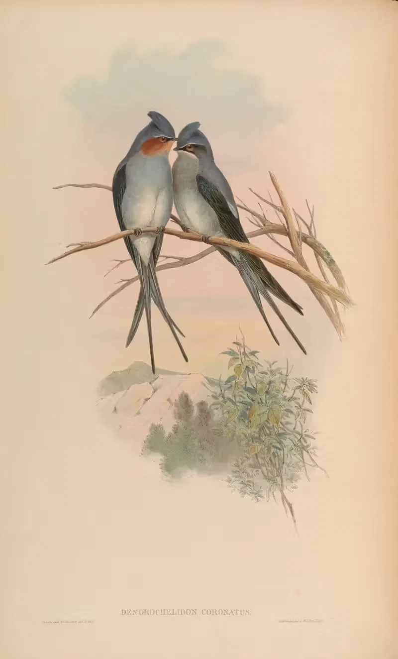 Crested Tree-Swift (Dendrochelidon coronatus) by John Gould, 1850-1883 — digital art print download