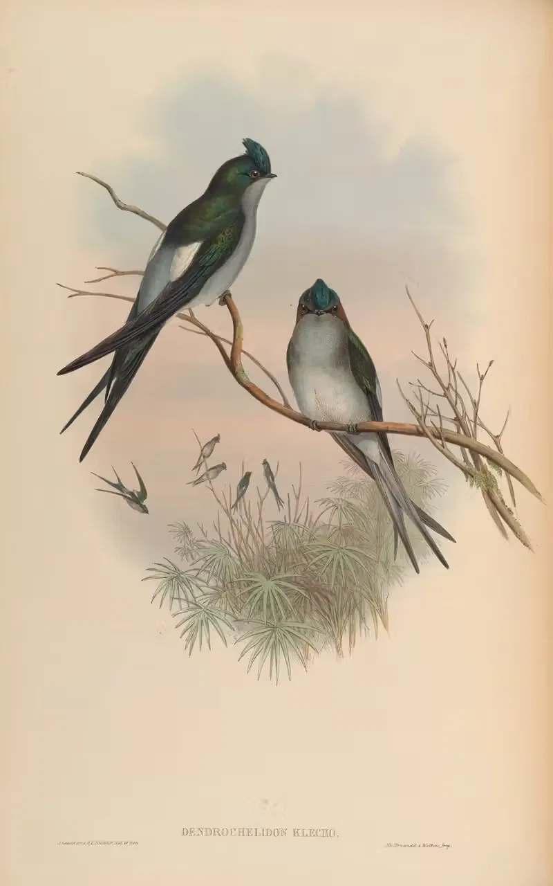 Klecho Tree-Swift (Dendrochelidon Klecho) by John Gould, 1850-1883 — digital art print download