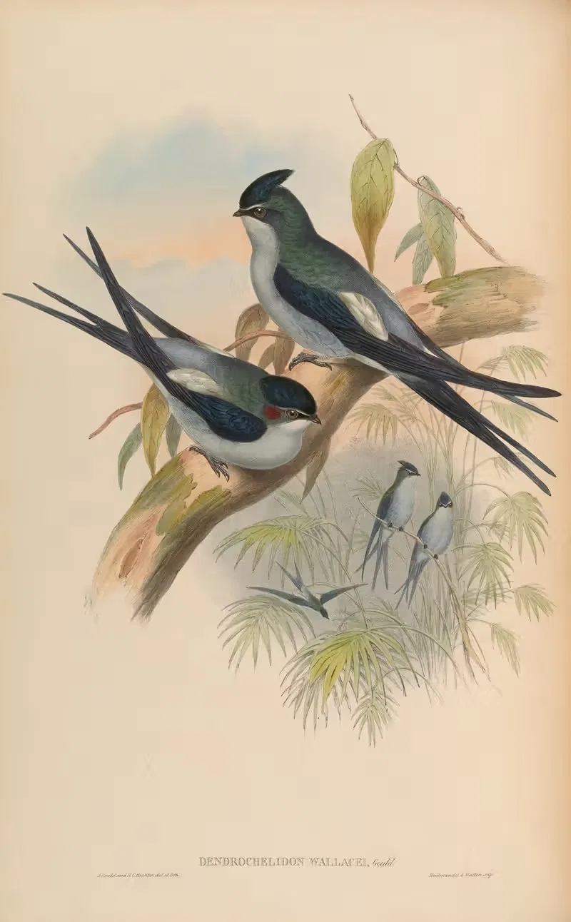 Wallace’s Tree-Swift (Dendrochelidon Wallacei) by John Gould, 1850-1883 — digital art print download