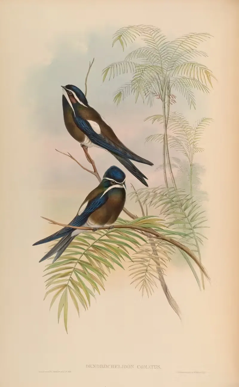 Hooded Tree-Swift (Dendrochelidon comatus) by John Gould, 1850-1883 — digital art print download