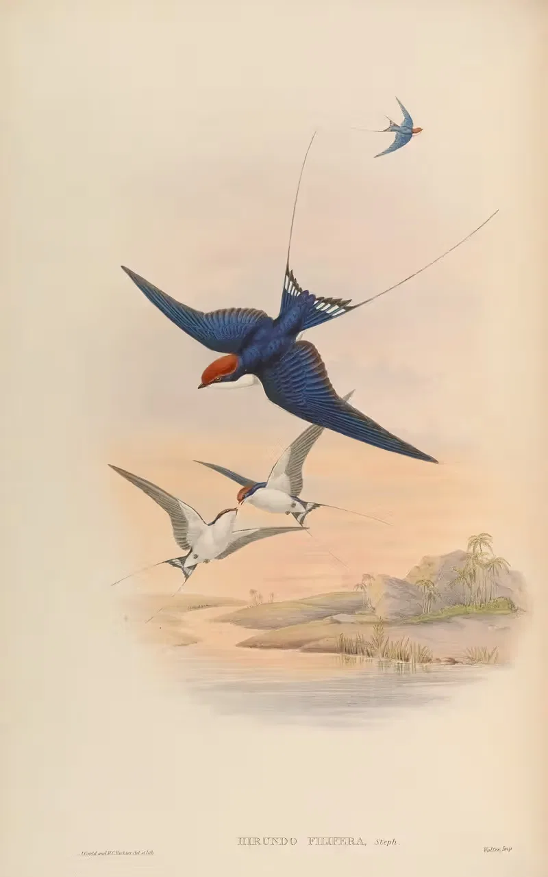 Wire-tailed Swallow (Hirundo filifera) by John Gould, 1850-1883 — digital art print download
