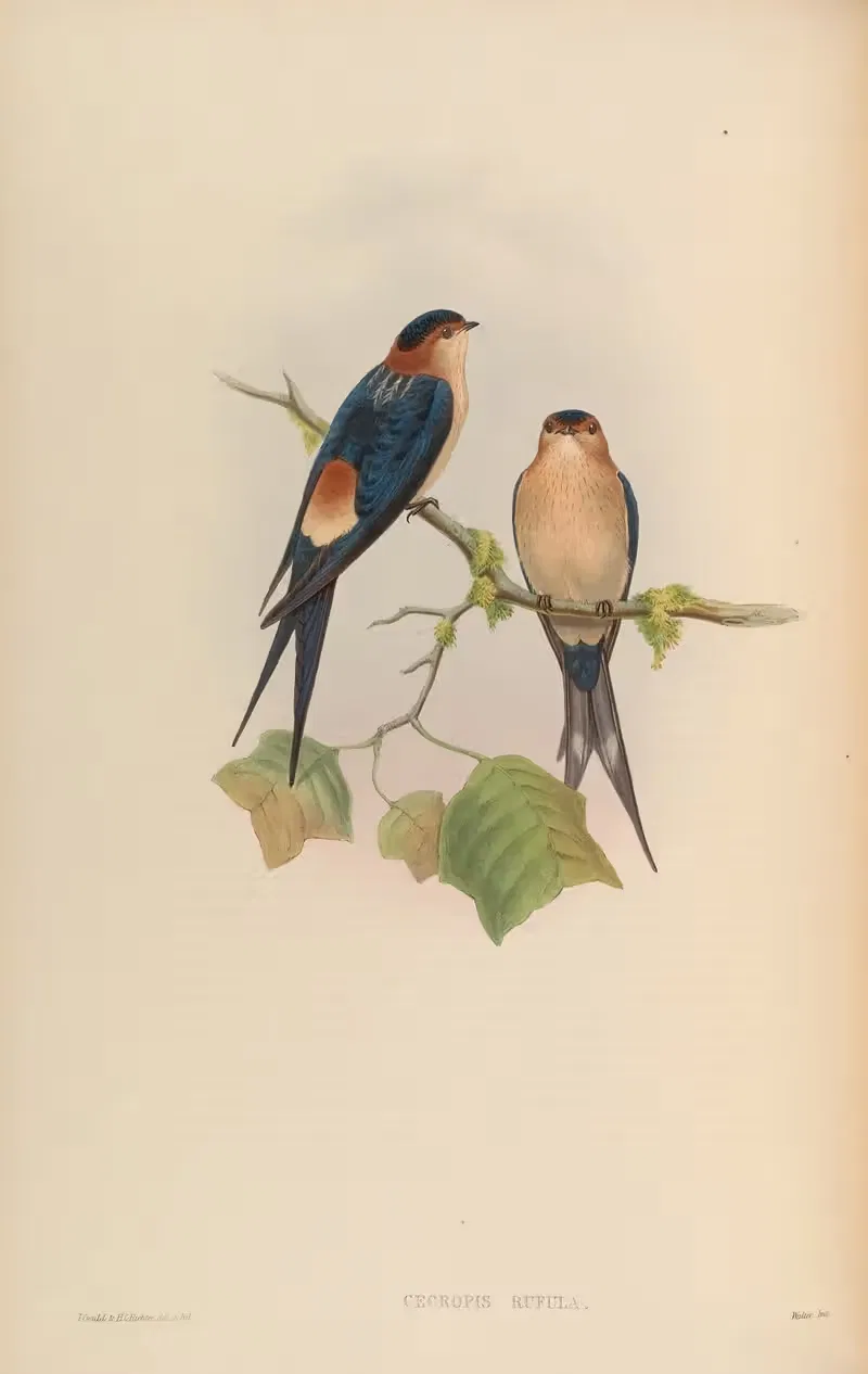 Western Mosque-Swallow (Cecropis rufula) by John Gould, 1850-1883 — digital art print download