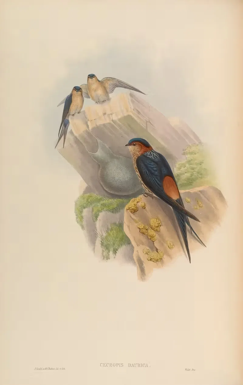 Daurian Mosque-Swallow (Cecropis Daurica) by John Gould, 1850-1883 — digital art print download