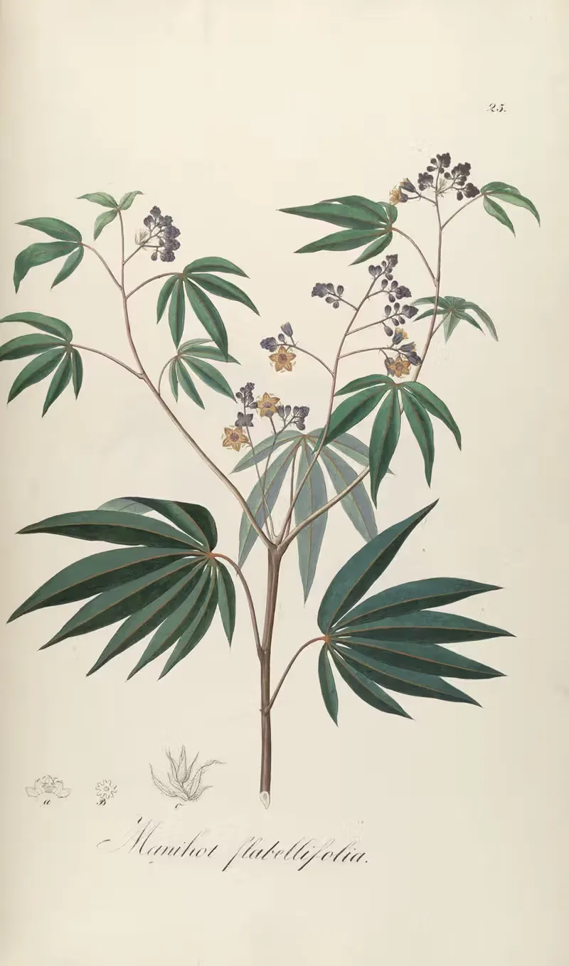 Manihot flabellifolia by Johann Baptist Emanuel Pohl, 1827 — digital art print download