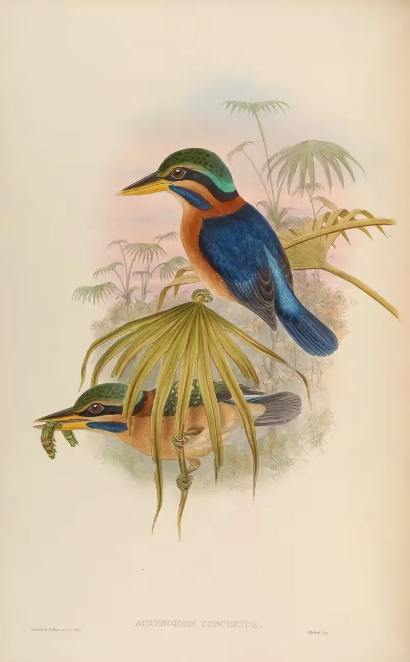 Sumatra Kingfisher (Actenoides concretus) by John Gould, 1850-1883 — digital art print download
