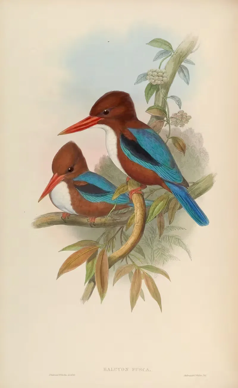 Indian Kingfisher (Halcyon fusca) — John Gould