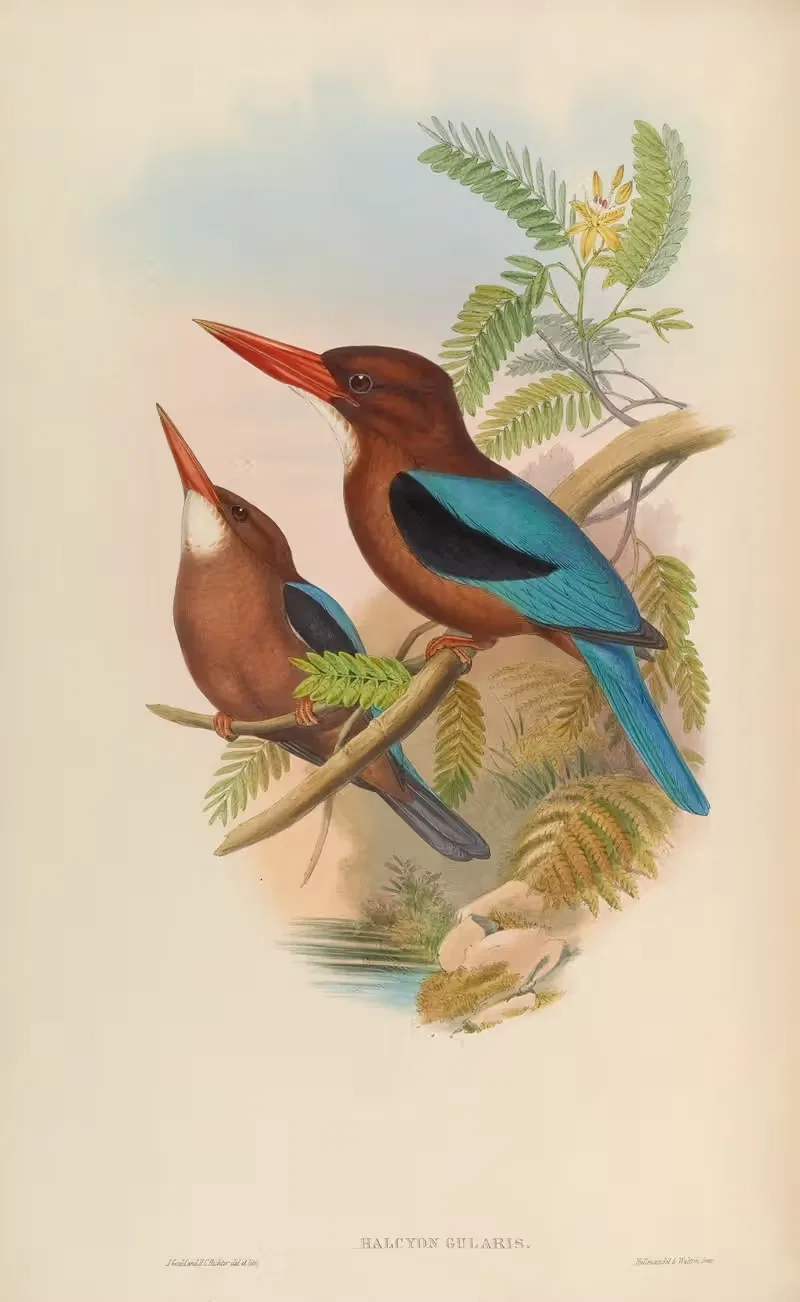 Manilla Kingfisher (Halcyon gularis) by John Gould, 1850-1883 — digital art print download