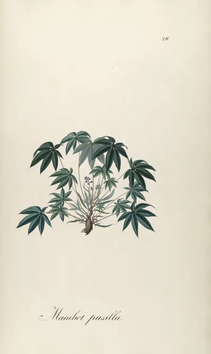 Manihot pusilla by Johann Baptist Emanuel Pohl, 1827 — digital art print download