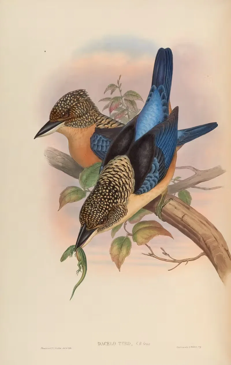 Mantled Kingfisher (Dacelo Tyro) by John Gould, 1850-1883 — digital art print download