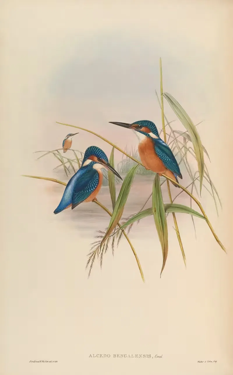 Indian Kingfisher (Alcedo Bengalensis) — John Gould