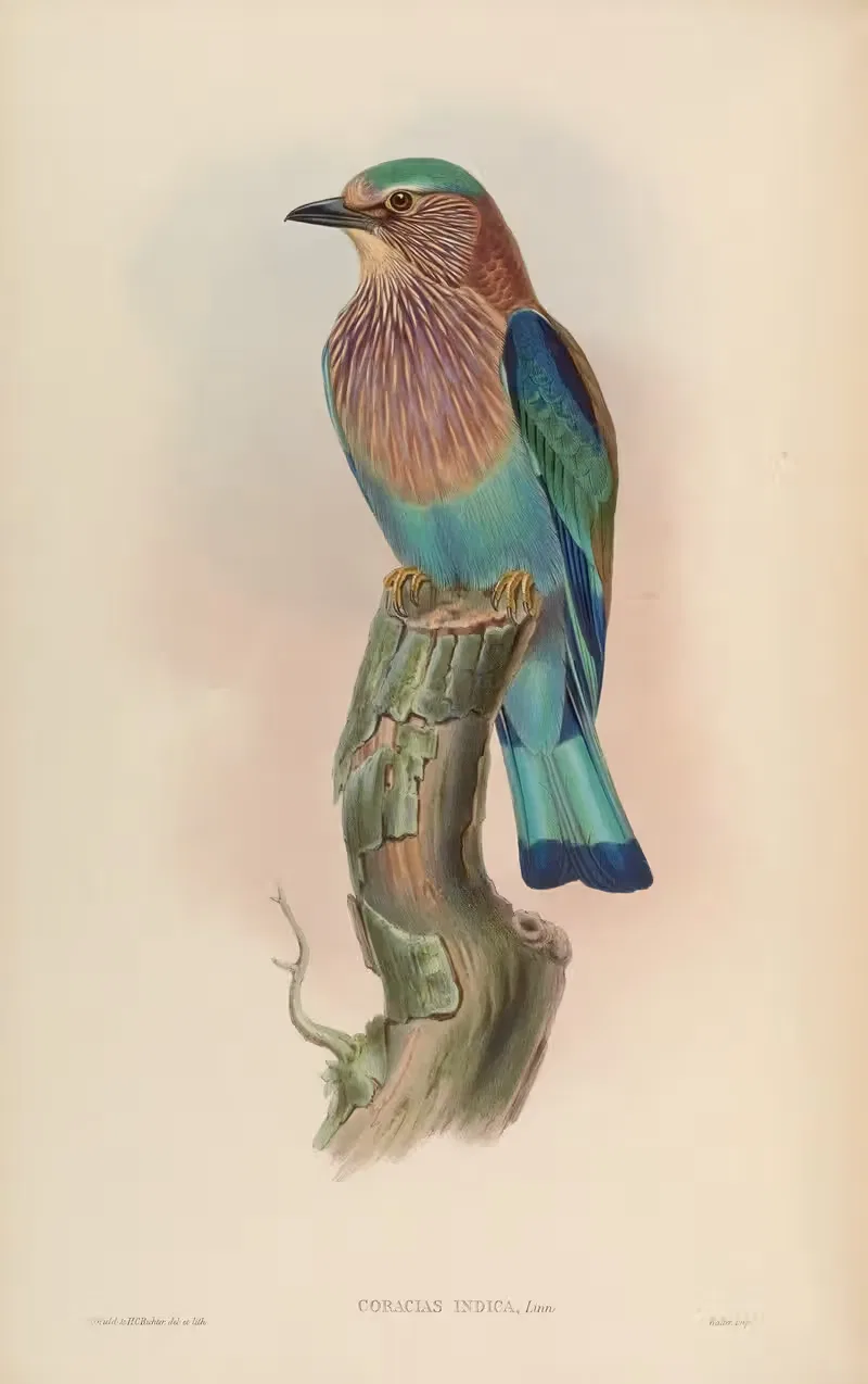 Indian Roller (Coradas indica) by John Gould, 1850-1883 — digital art print download