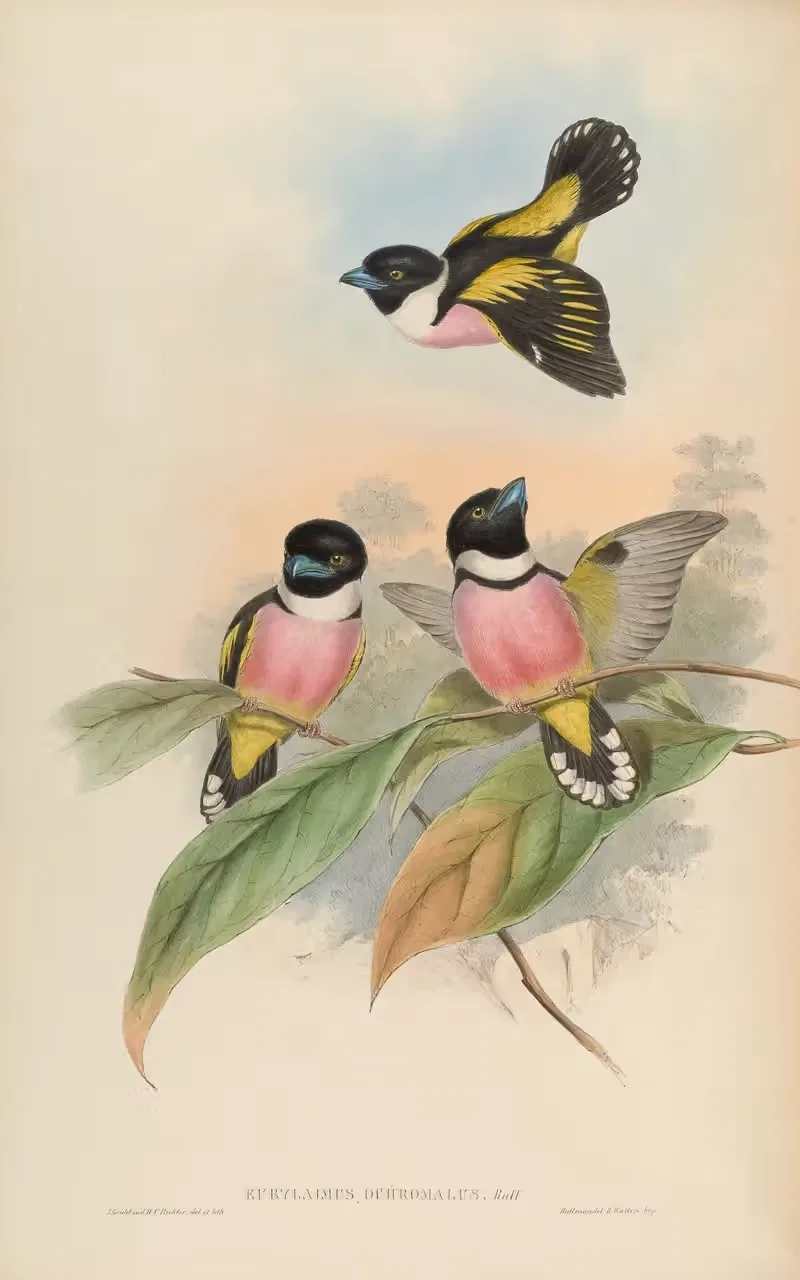 Hooded Eurylaime (Eurylaimus ochromelas) by John Gould, 1850-1883 — digital art print download