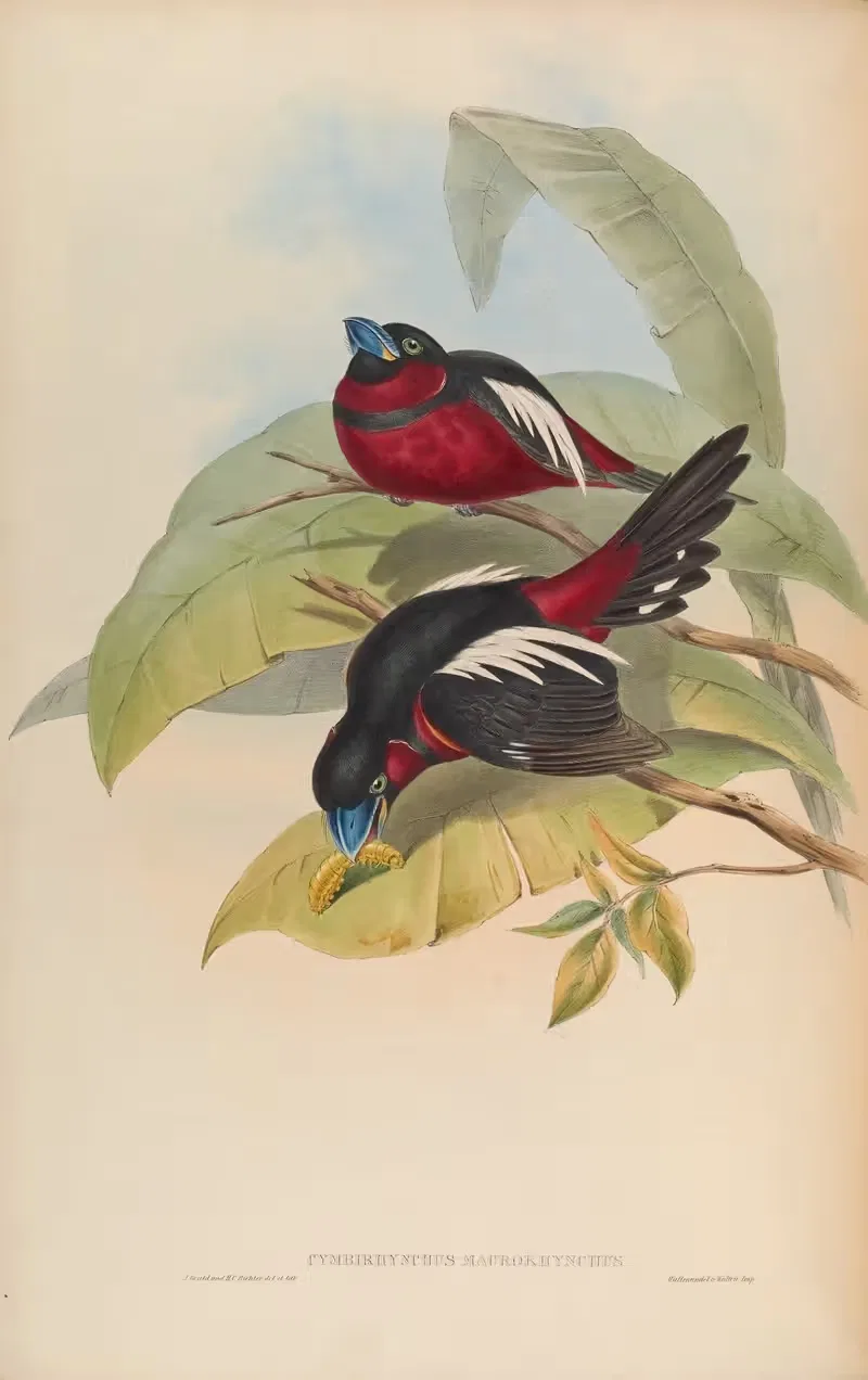 Great-billed Eurylaime (Cymbirhynchus macrorhynchus) by John Gould, 1850-1883 — digital art print download