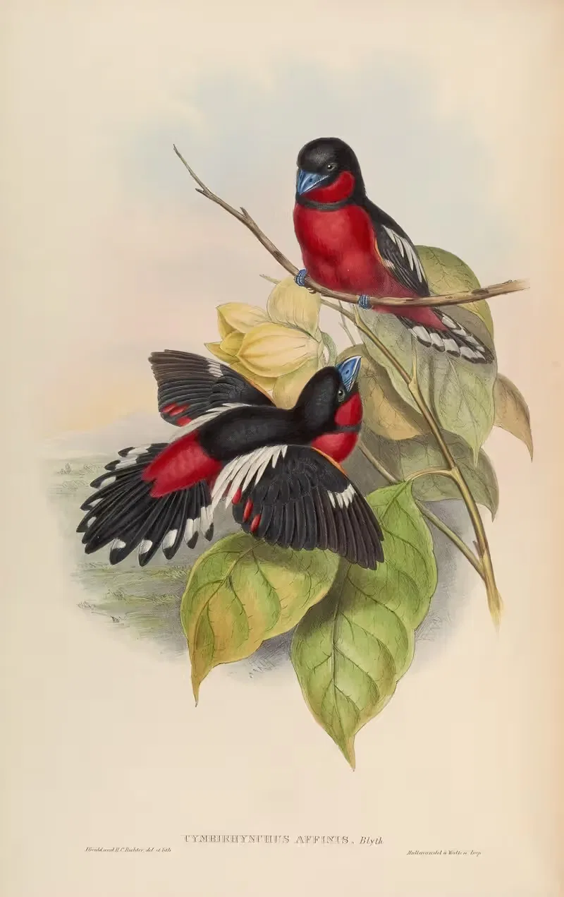 Allied Eurylaime (Cymbirhynchus affinis) by John Gould, 1850-1883 — digital art print download