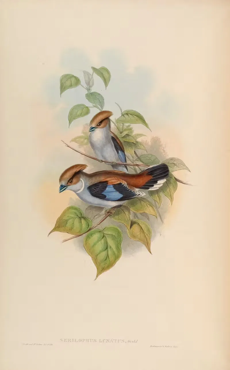 Lunated Eurylaime (Serilophus lunatus) — John Gould