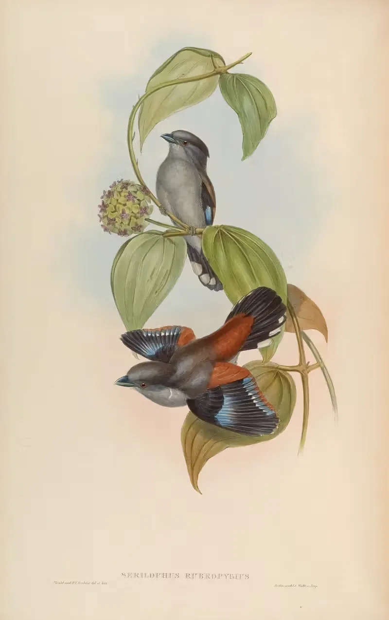 Red-backed Eurylaime (Serilophus rubropygius) by John Gould, 1850-1883 — digital art print download