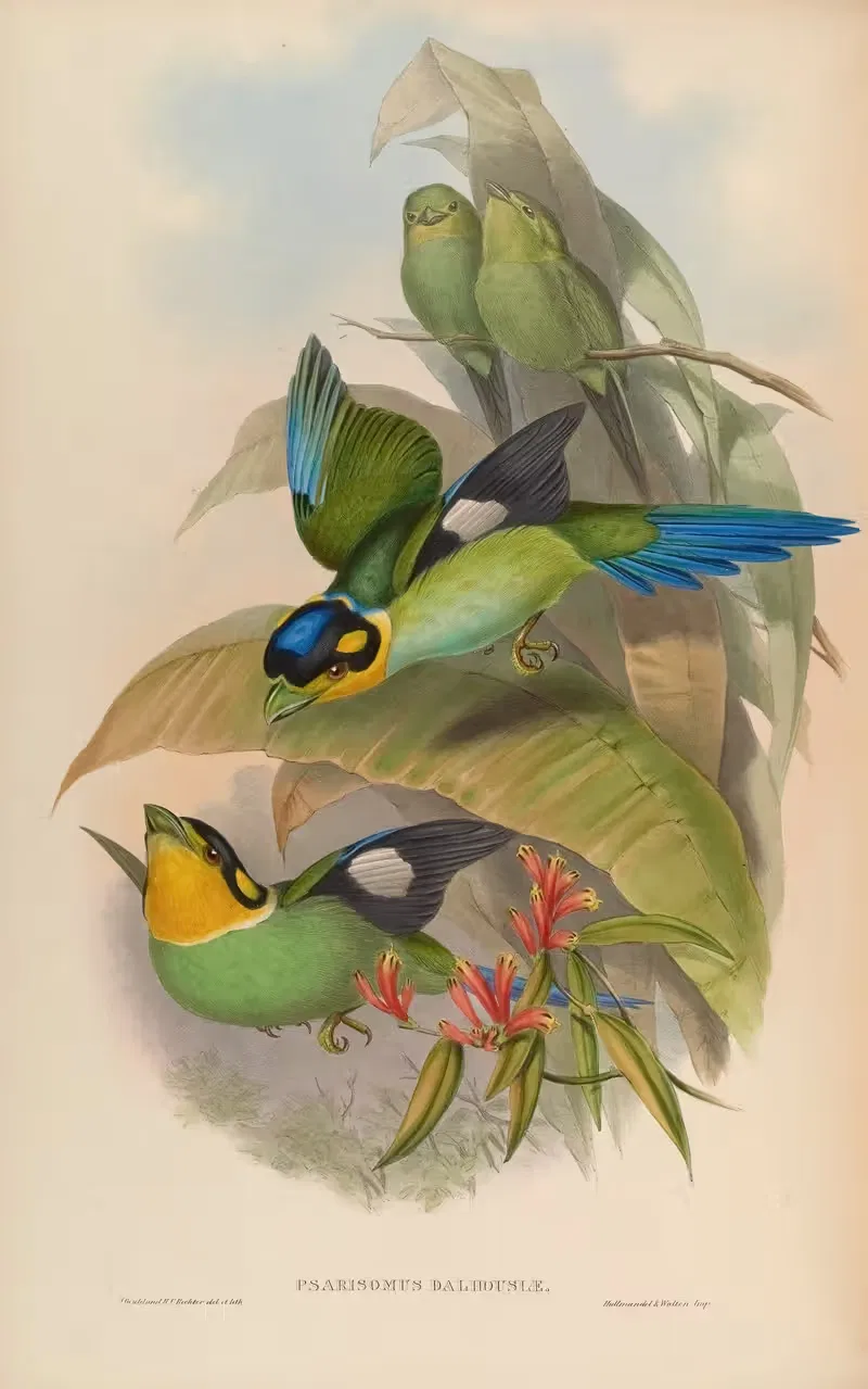 Dalhousie’s Eurylaime (Psarisomus Dalhousiae) by John Gould, 1850-1883 — digital art print download