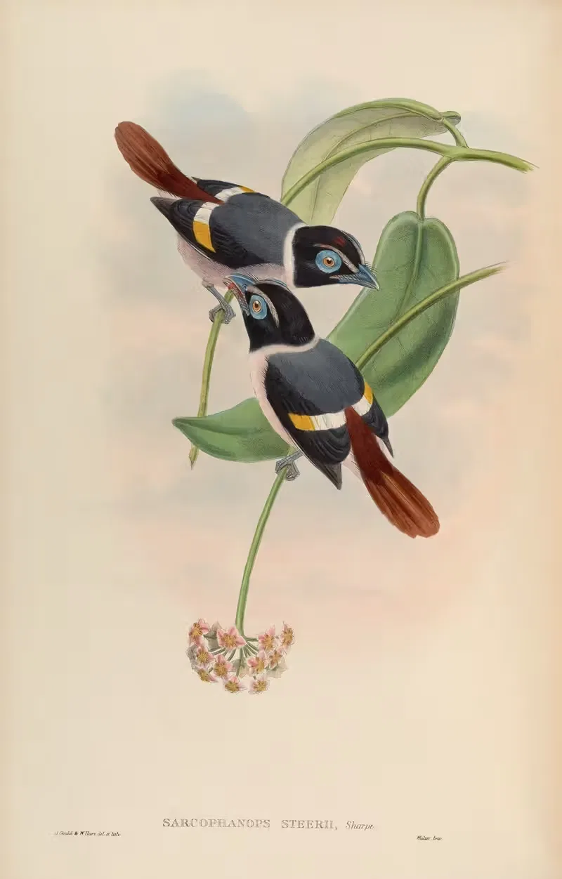 Steere’s Broadbill (Sarcophanops Steerii) by John Gould, 1850-1883 — digital art print download