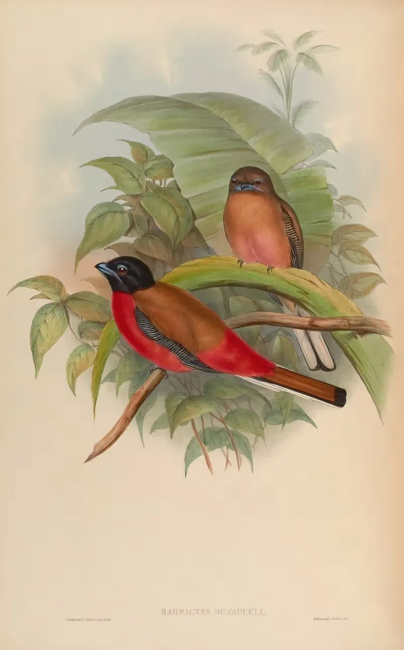 Duvaucel’s Trogon (Harpactes Duvauceli) — John Gould