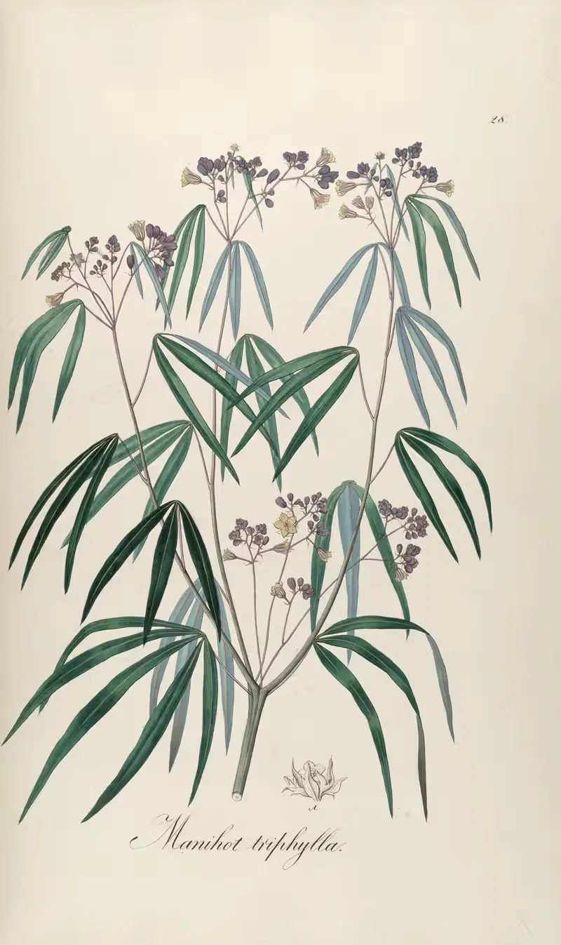 Manihot triphylla by Johann Baptist Emanuel Pohl, 1827 — digital art print download
