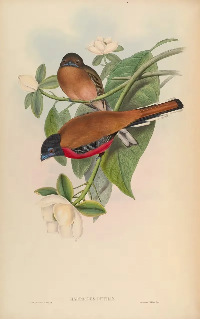 Malacca Trogon (Harpactes rutilus) by John Gould, 1850-1883 — digital art print download