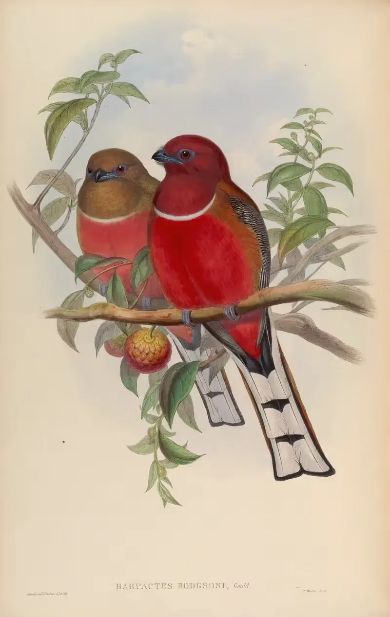 Hodgson’s Trogon (Harpactes Hodgsoni) — John Gould
