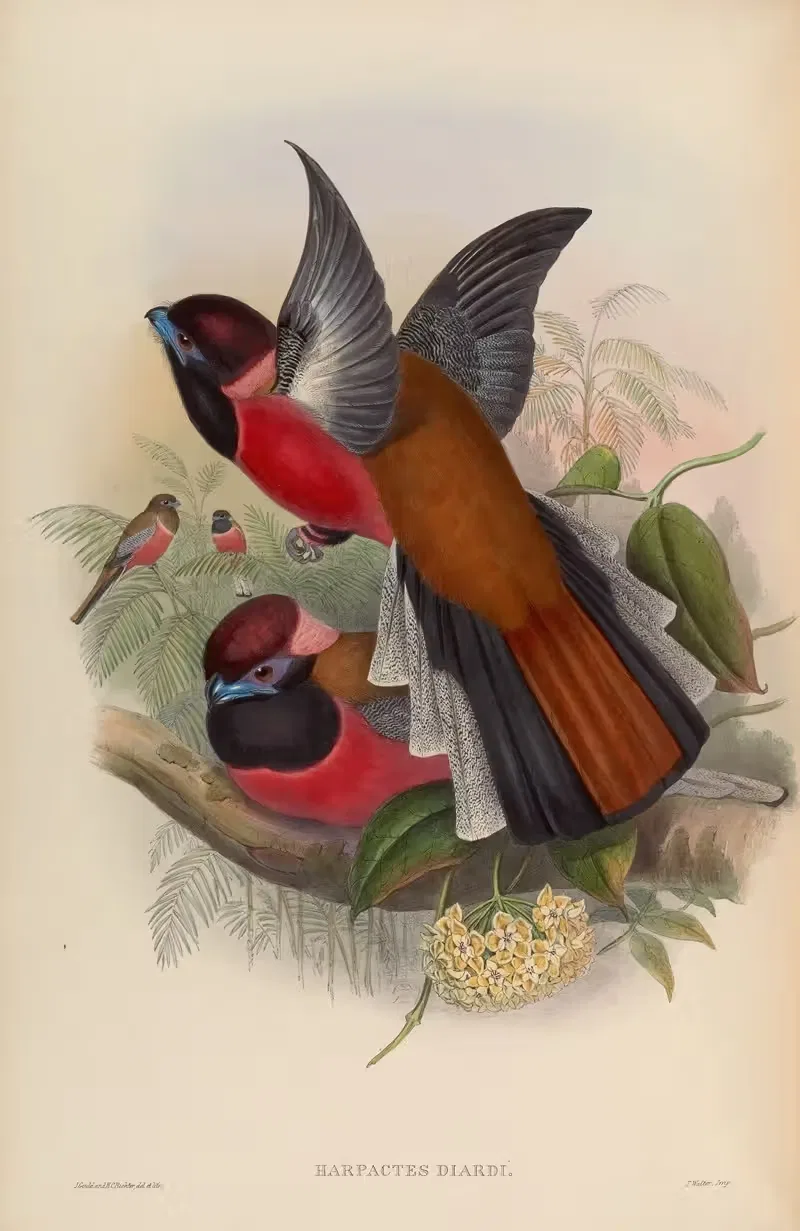 Diard’s Trogon (Harpactes Diardi) by John Gould, 1850-1883 — digital art print download