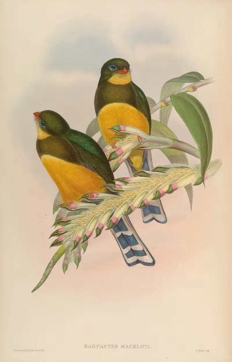 Macklot’s Trogon (Harpactes Mackloti) by John Gould, 1850-1883 — digital art print download