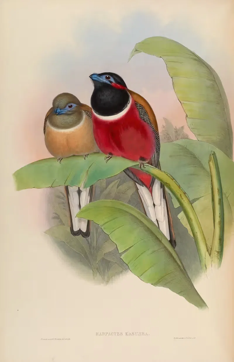 Kasumba Trogon (Harpactes Kasumba) by John Gould, 1850-1883 — digital art print download
