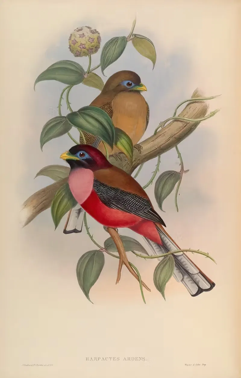 Rosy-breasted Trogon (Harpactes ardens) — John Gould
