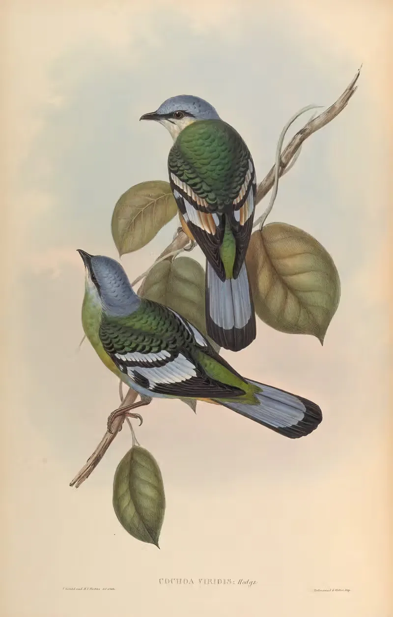 Green Cochoa (Cochoa viridis) by John Gould, 1850-1883 — digital art print download