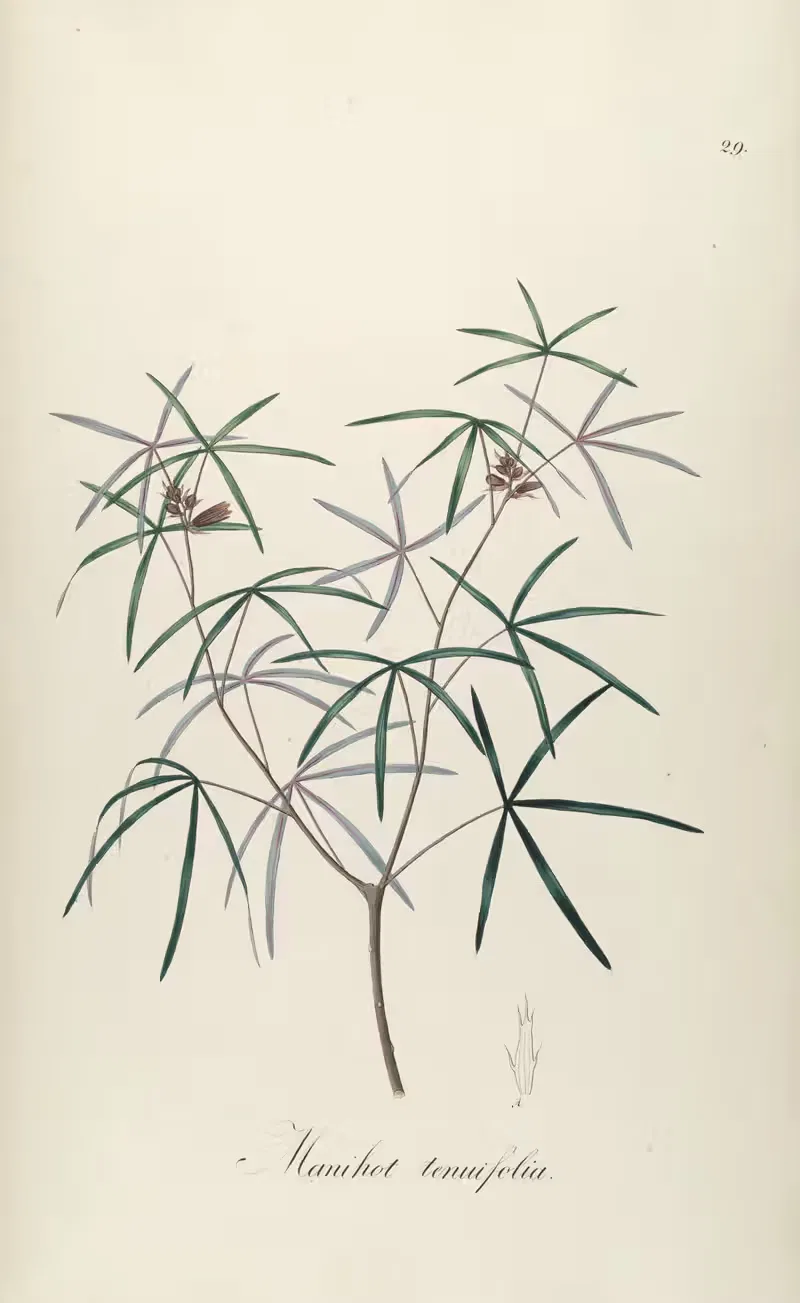 Manihot tenuifolia by Johann Baptist Emanuel Pohl, 1827 — digital art print download