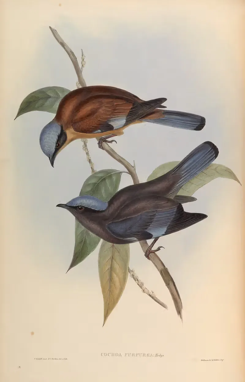 Purple Cochoa (Cochoa purpurea) — John Gould